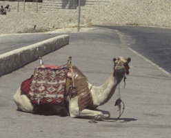 004-09 19800815 Jerusalem - Camel